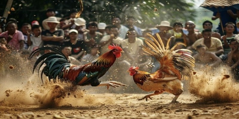 Đa dạng kiểu chọi gà mà người chơi không thể bỏ lỡ